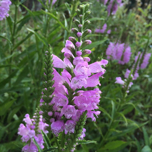 Pink Manners Obedient Plant (Physostegia &