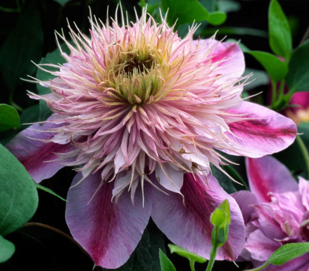 Empress™ Clematis (Clematis &