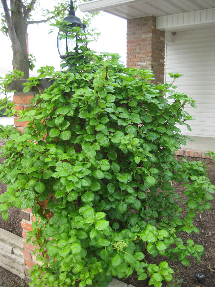 Climbing Hydrangea (Hydrangea &