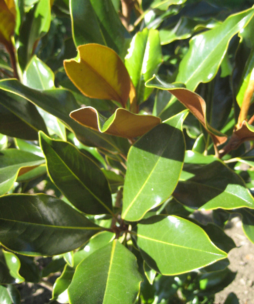 Edith Bogue Southern Magnolia (Magnolia grandiflora &