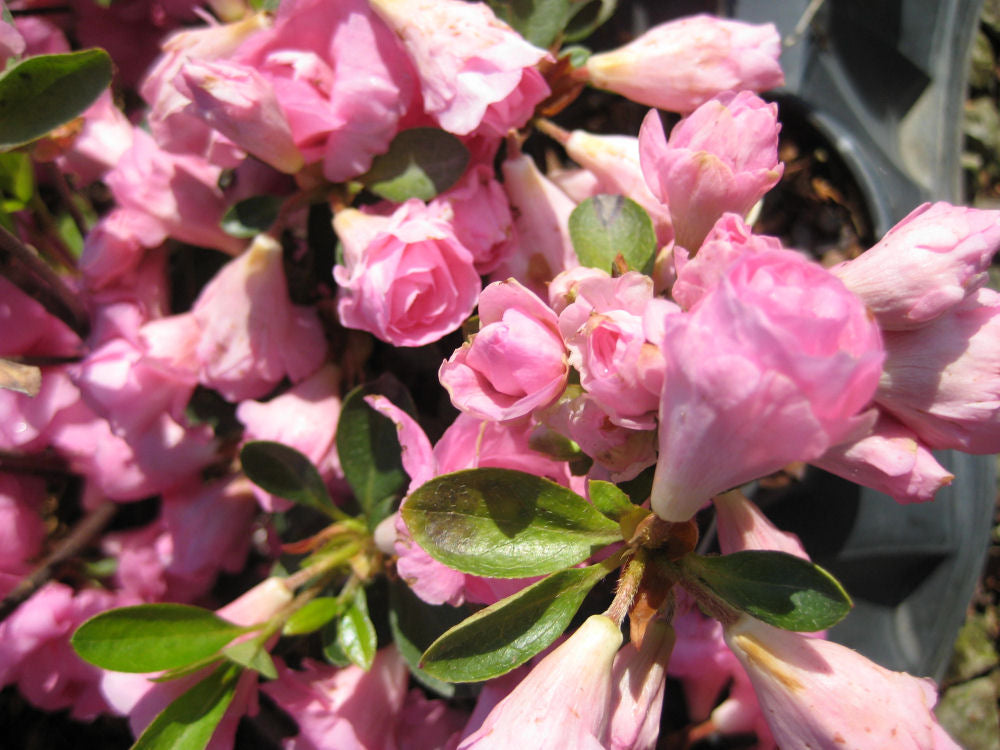 Rosebud Azalea (Azalea x &
