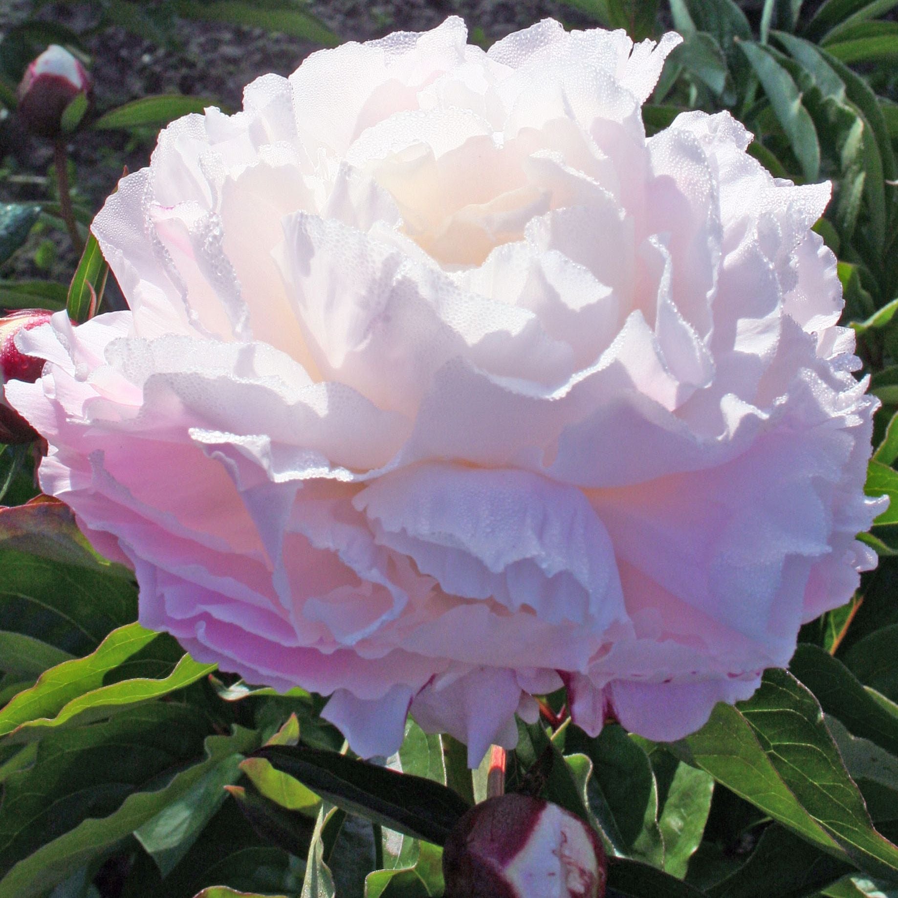 Shirley Temple Peony (Paeonia lactiflora &