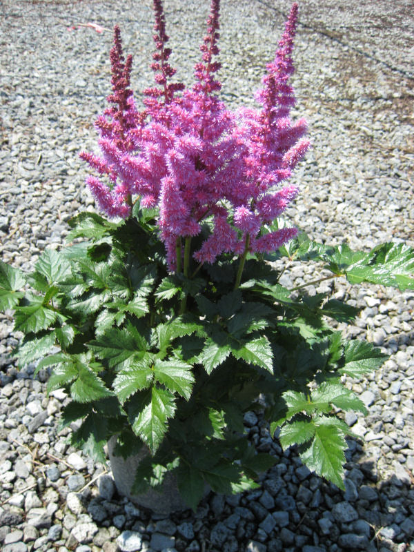Vision In Purple Astilbe (Astilbe chinensis &