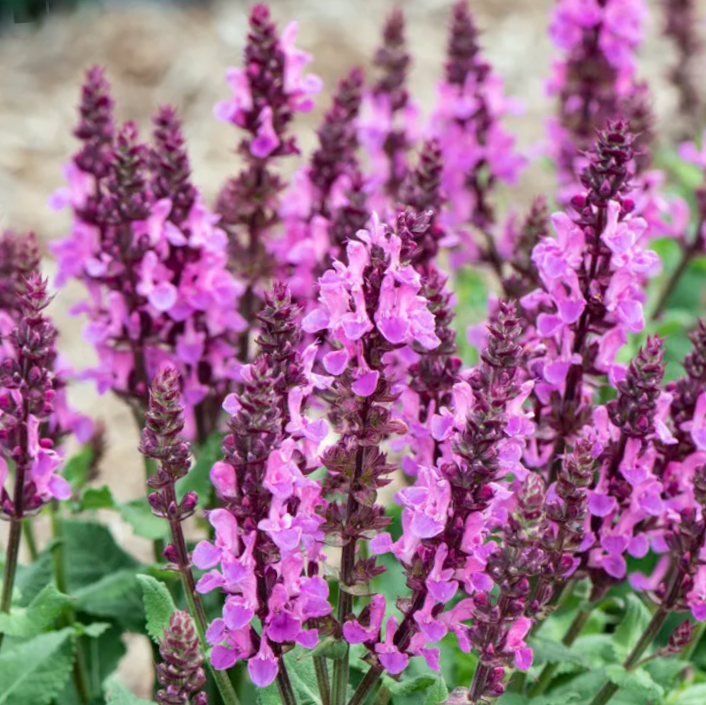 Rose Marvel Salvia (Salvia nemerosa &