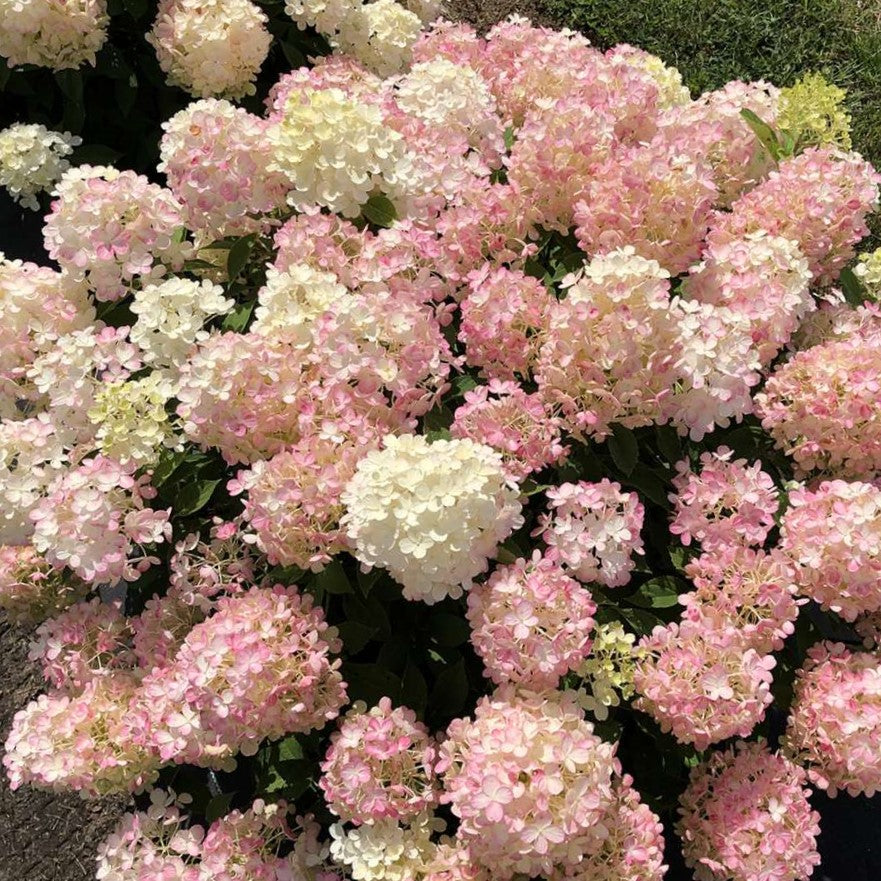 Fire Light Tidbit® Panicle Hydrangea (Hydrangea &