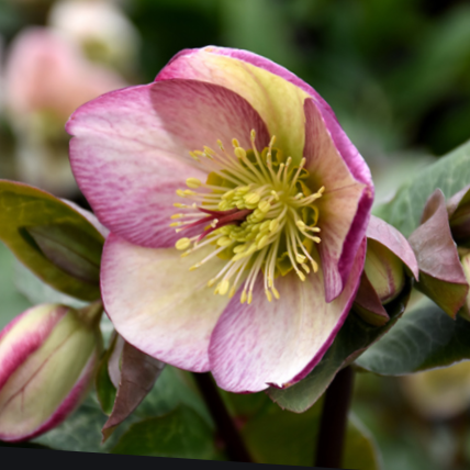 Glenda’s Gloss Lenten Rose (Helleborus &