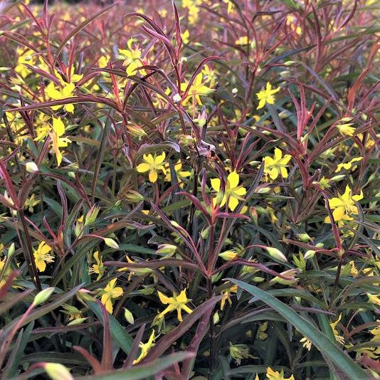 Purple-Flowered Loosestrife (Lysimachia L &
