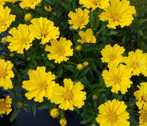 Goldilocks Tickseed (Coreopsis x &
