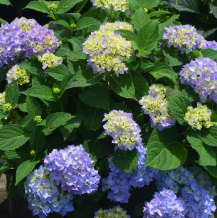 Azure Skies™ Hydrangea (Hydrangea macrophylla &