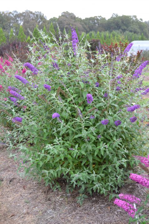 Psychedelic Sky™ Butterfly Bush (Buddleia ‘Psychedelic Sky&