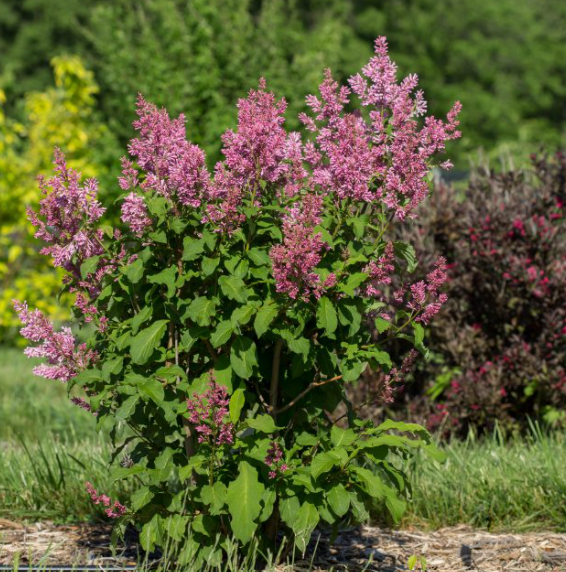 Little Lady™ Lilac (Syringa x &
