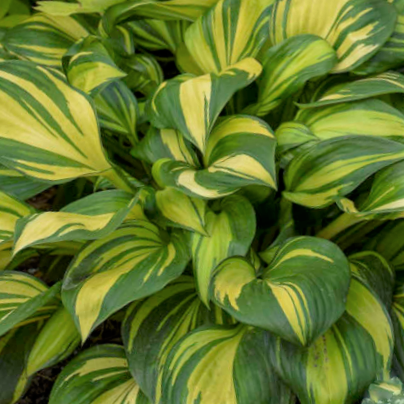 Hosta Rainbows End (Hosta rainbows &