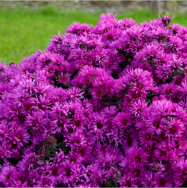 Pink Crush New England Aster (Aster &