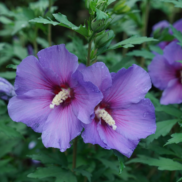 Paraplu Violet® Rose of Sharon (Hibiscus paraplu &