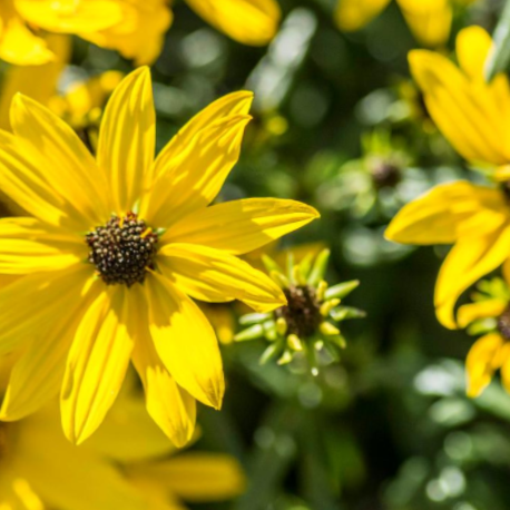 Willowleaf Sunflower (Helianthus &
