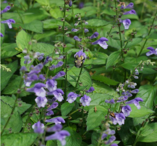 Appalachian Blues Skullcap (Scutellaria appalachian &