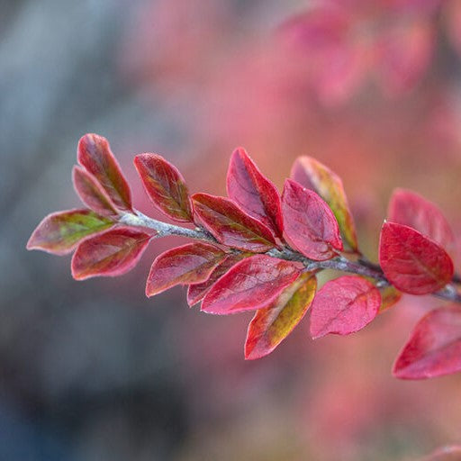 Autumn Inferno® Cotoneaster (Cotoneaster &