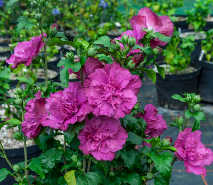 Magenta Chiffon® Rose of Sharon (Hibiscus syriacus &