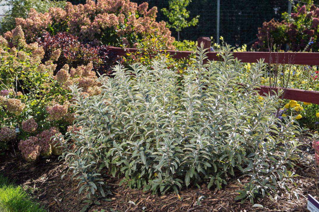Iceberg Alley® Sageleaf Willow (Salix &