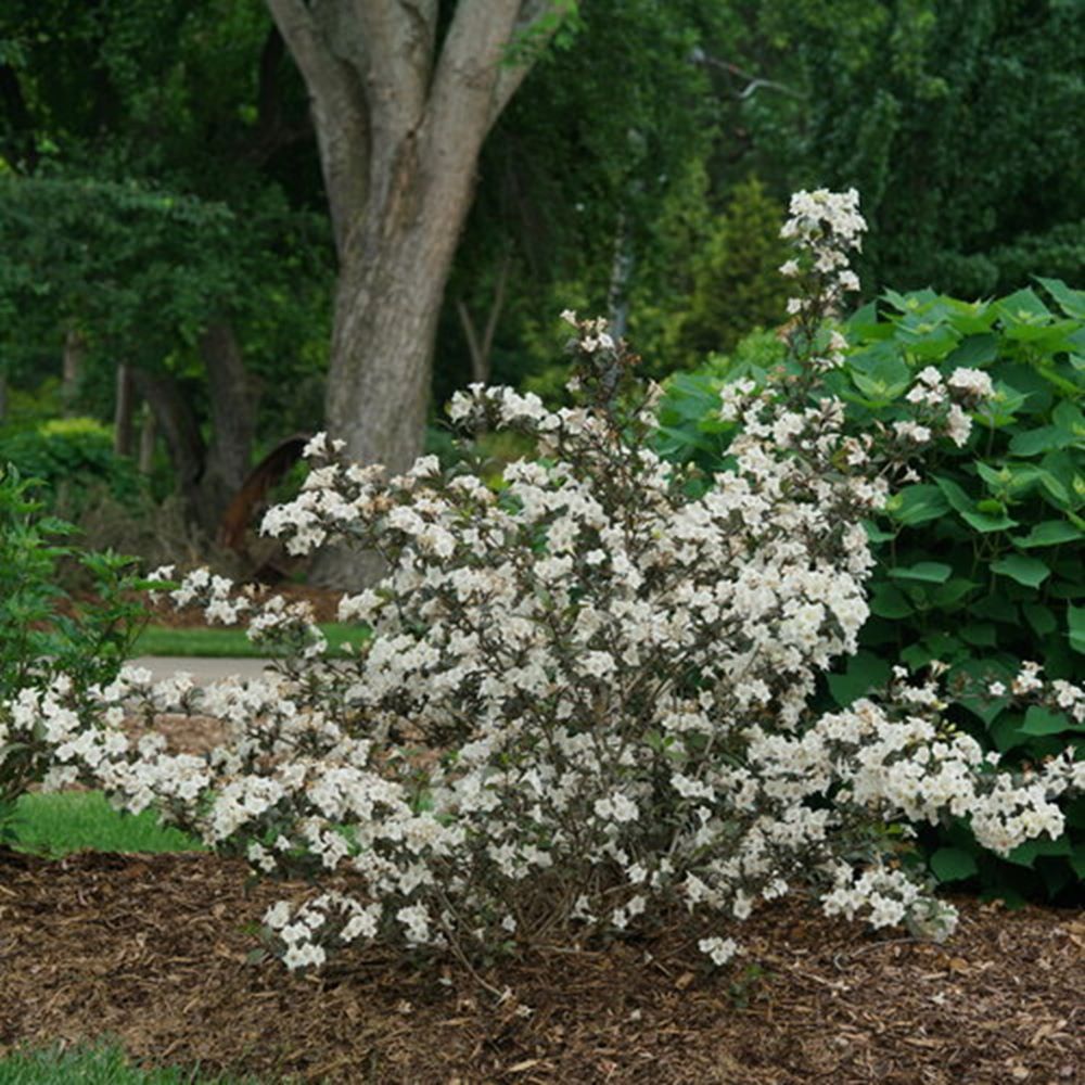 Wine & Spirits® Weigela (Weigela florida &