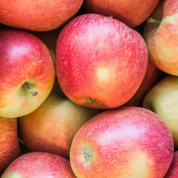 Braeburn Apple (Malus &