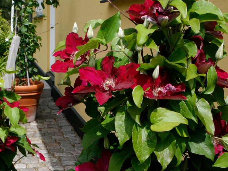 Clematis Jie™ (Clematis &