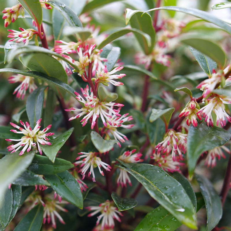 Sweet & Lo™ Fragrant Sweet Box (Sarcococca &