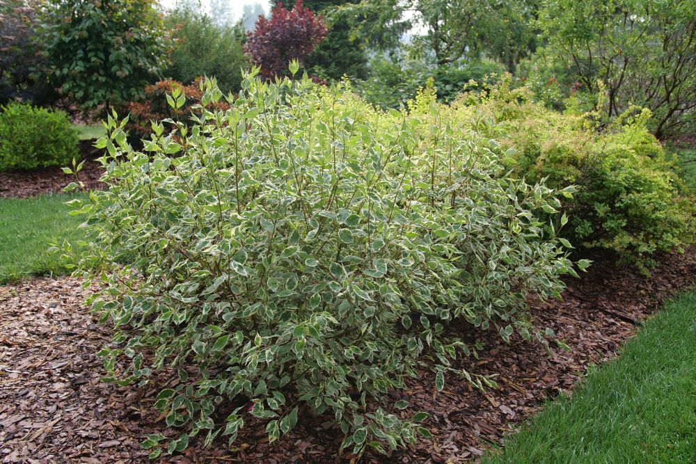 SGT. PEPPER® Tatarian dogwood (Cornus alba &