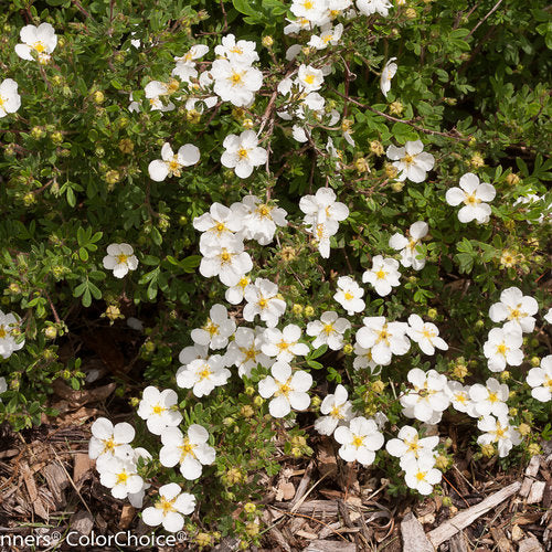 Happy Face® White Cinquefoil (Potentilla &