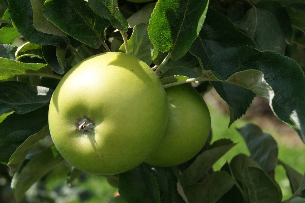 Granny Smith Apple (Malus &