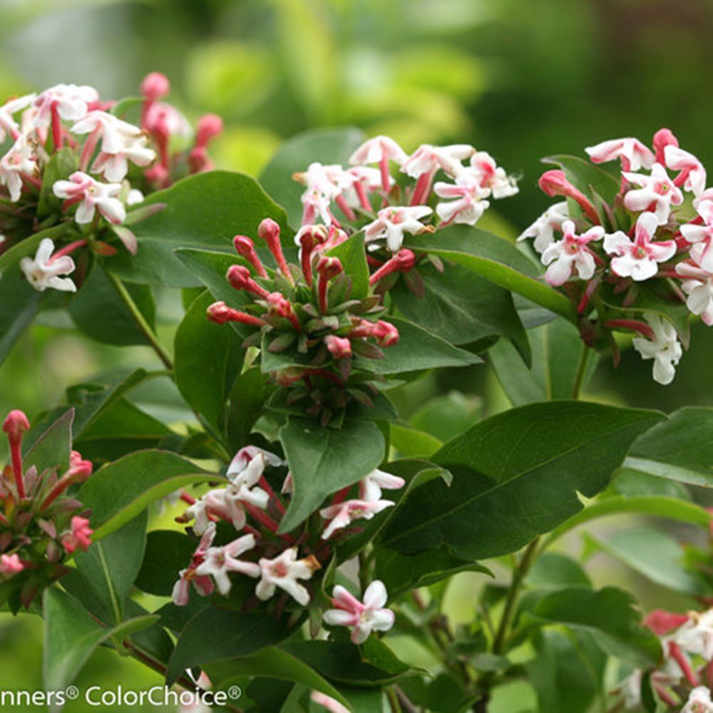 Sweet Emotion® Blaze Hardy abelia (Abelia m. ‘Sweet Emotion Blaze’) - 2 gallon