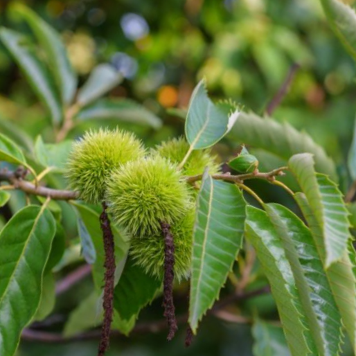 Chinese Chestnut (Castanea chinese &