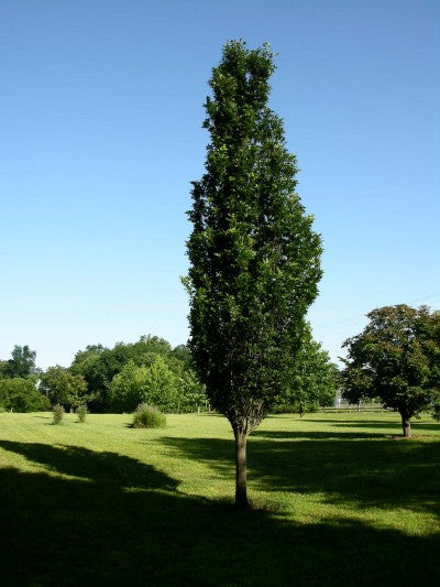 Regal Prince® Oak (Quercus x bicolor &