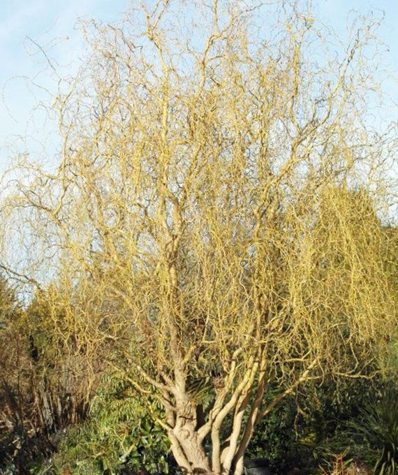 Willow ‘Golden Curls’ (Salix caprea &