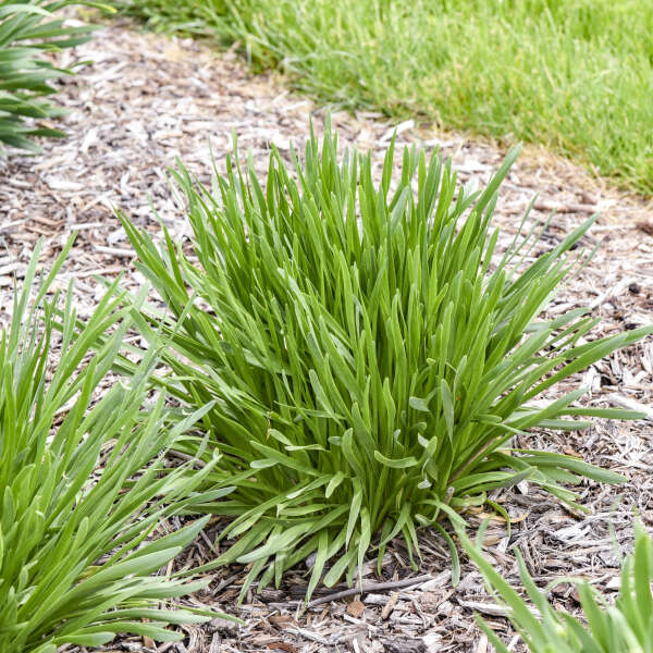 All the Buzz Ornamental Onion (Allium &