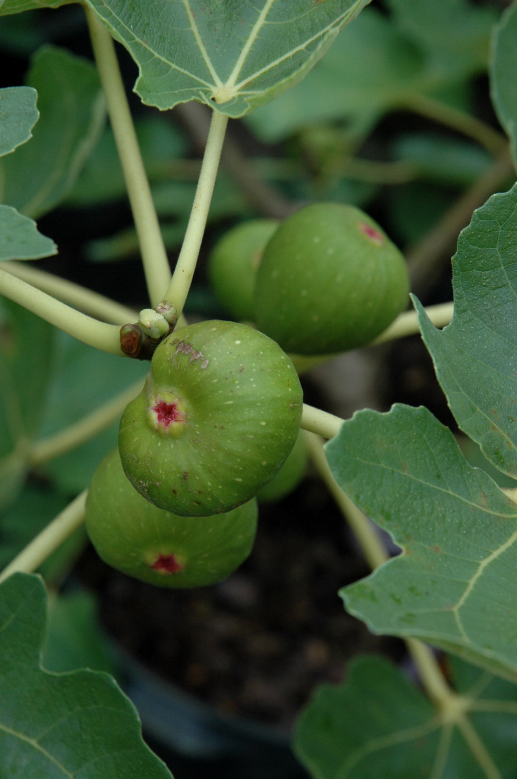 Olympian Fig (Ficus carica &