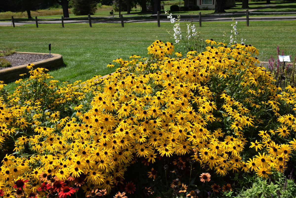 Glitters LIke Gold Black Eyed Susan (Rudbeckia x &
