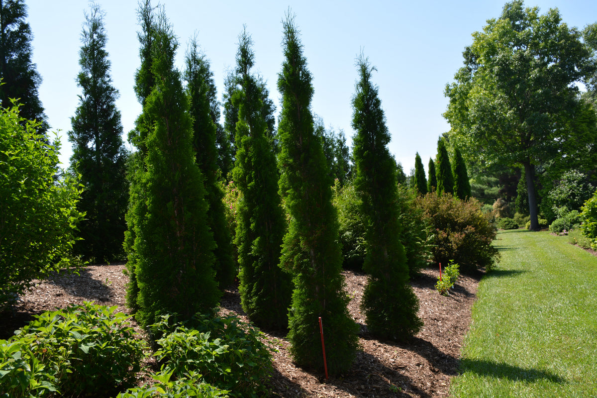 THIN MAN® Arborvitae (Thuja occidentalis &