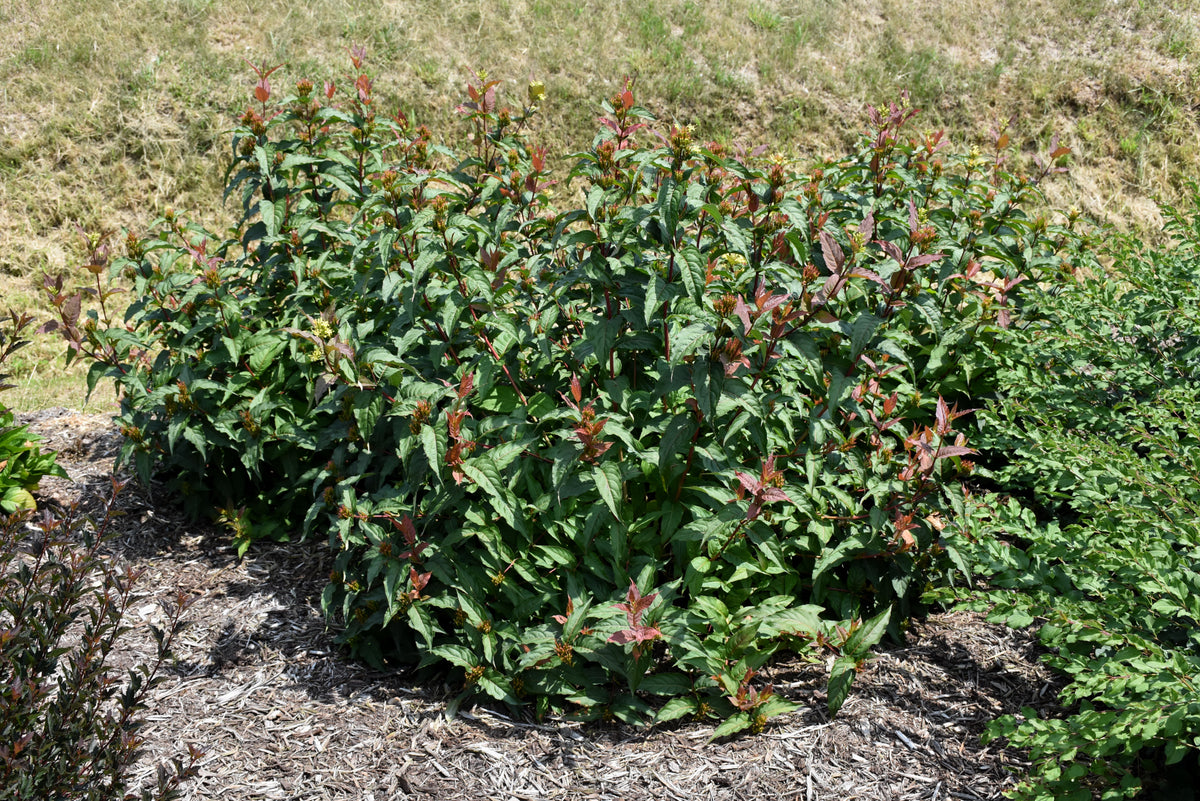 Kodiak® Red Diervilla (Diervilla sessilifolia &