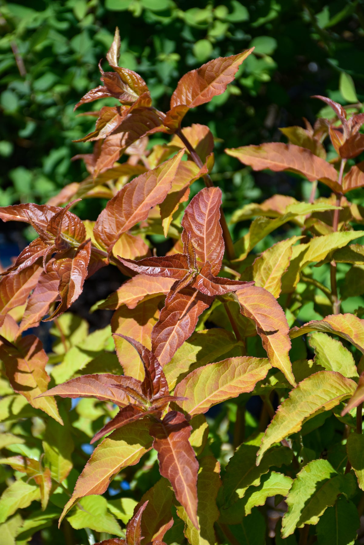 Kodiak® Red Diervilla (Diervilla sessilifolia &