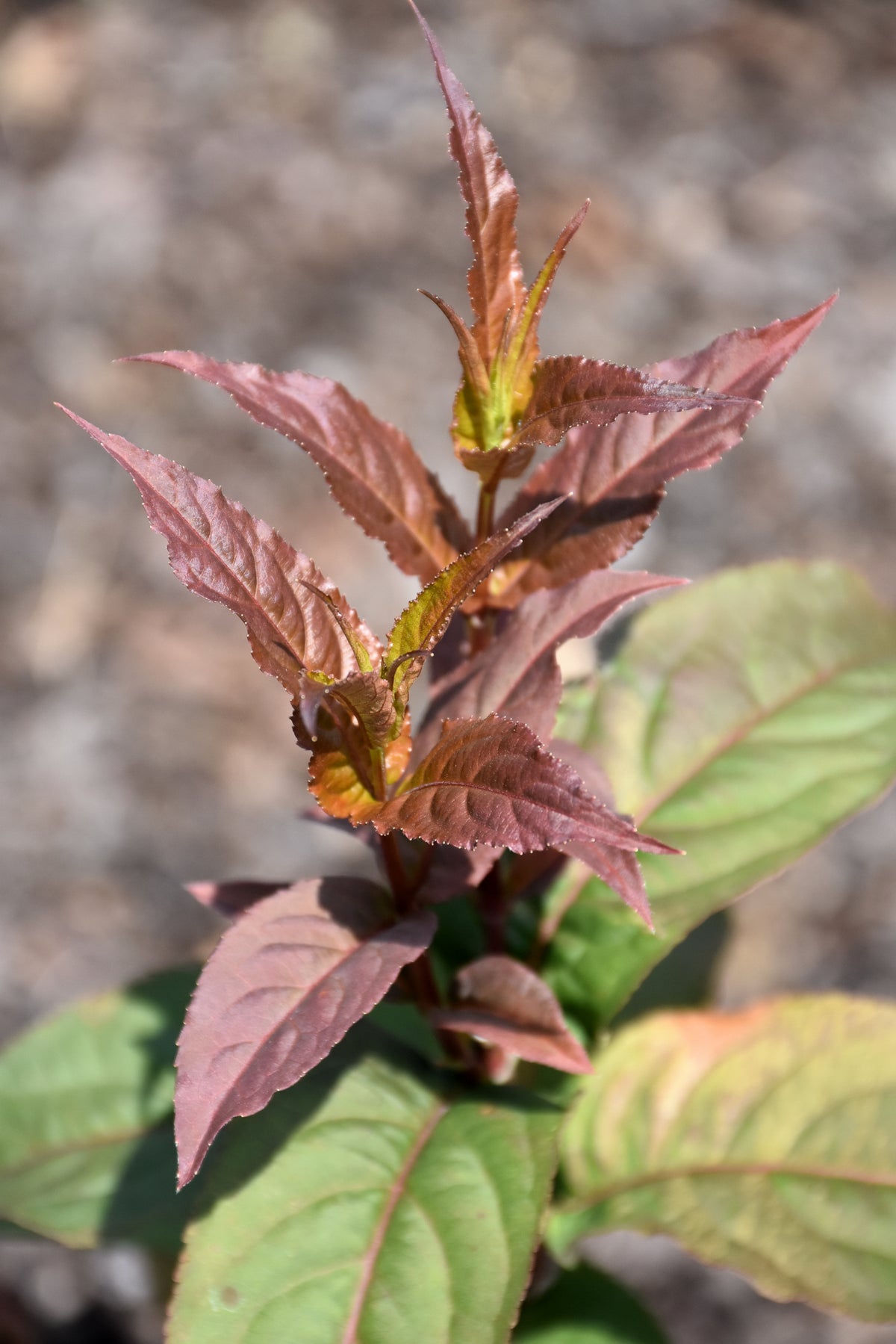 Kodiak® Red Diervilla (Diervilla sessilifolia &