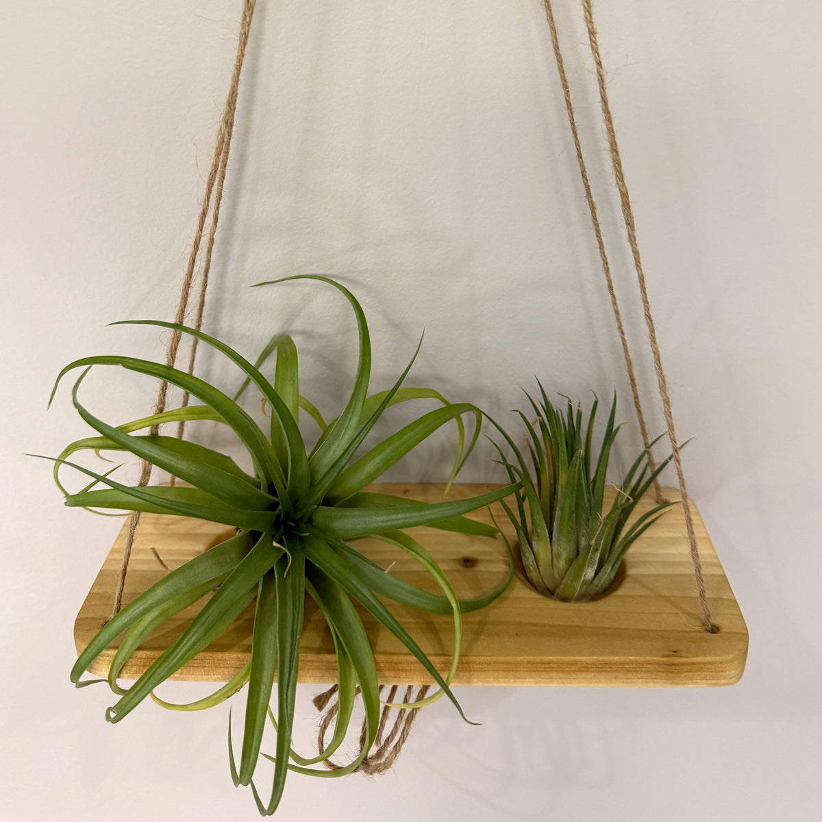 Air Plant Stands Kit