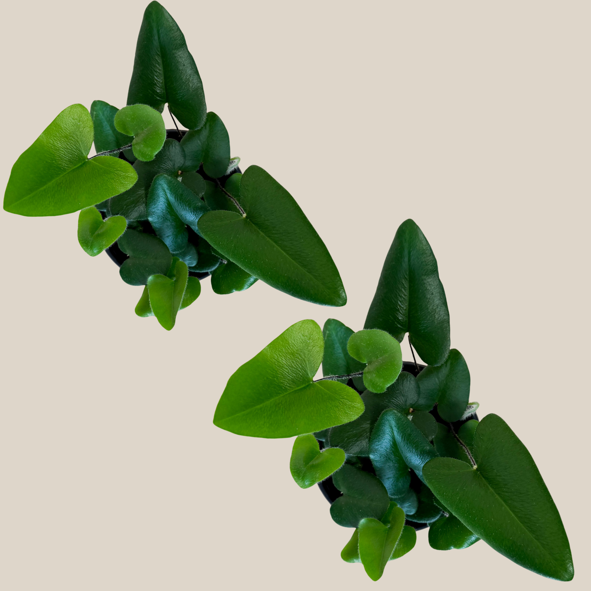Heart Fern (Hemionitis Arifolia) 2 Pack - 4 Inch Indoor Houseplant