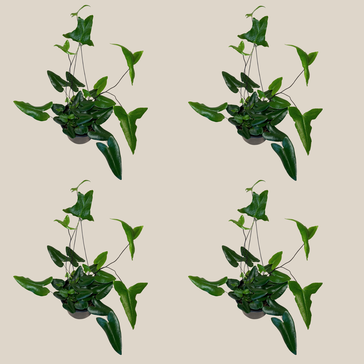 Heart Fern (Hemionitis Arifolia) 4 Pack - 6 Inch Indoor Houseplant