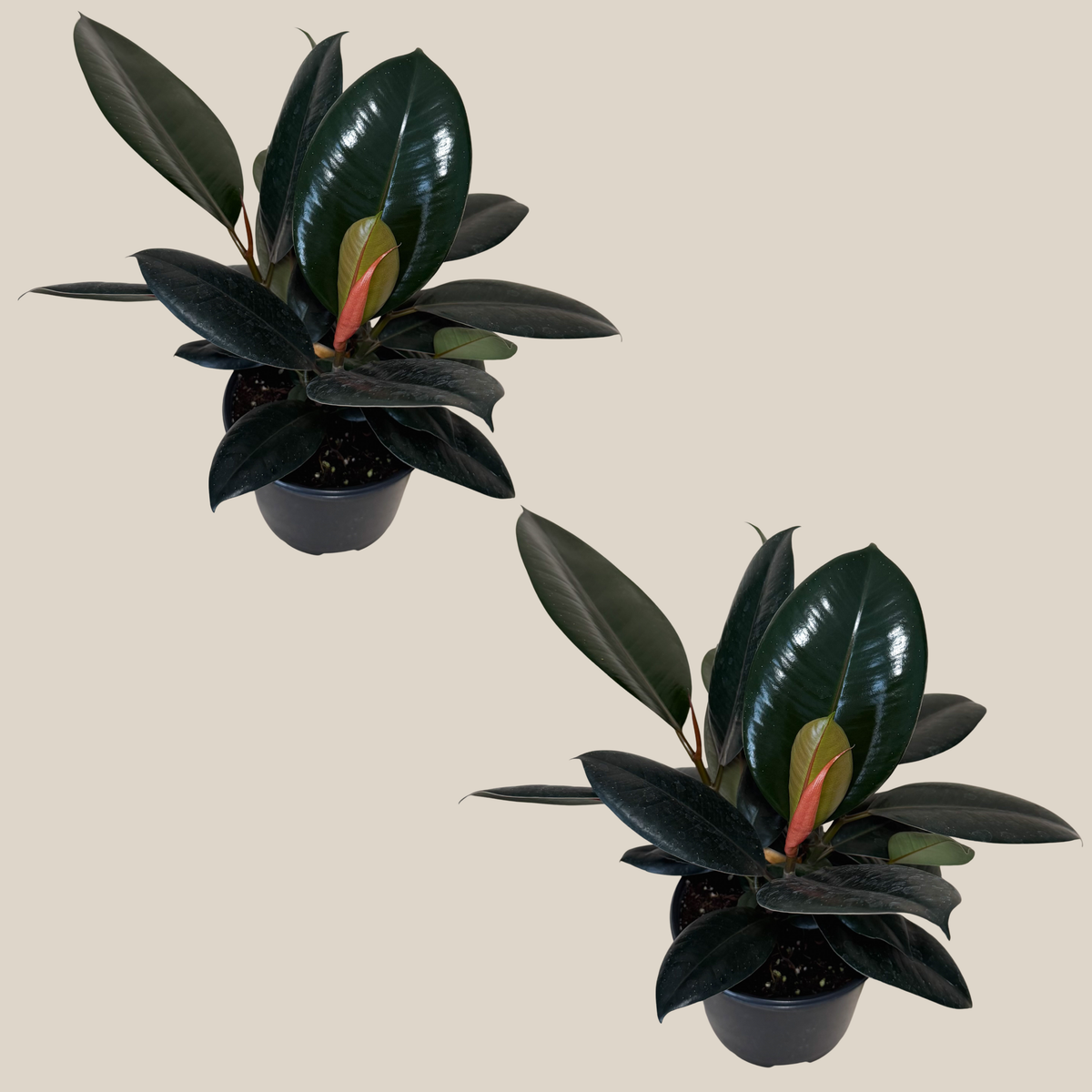 Burgundy Rubber Tree (Ficus Elastica &