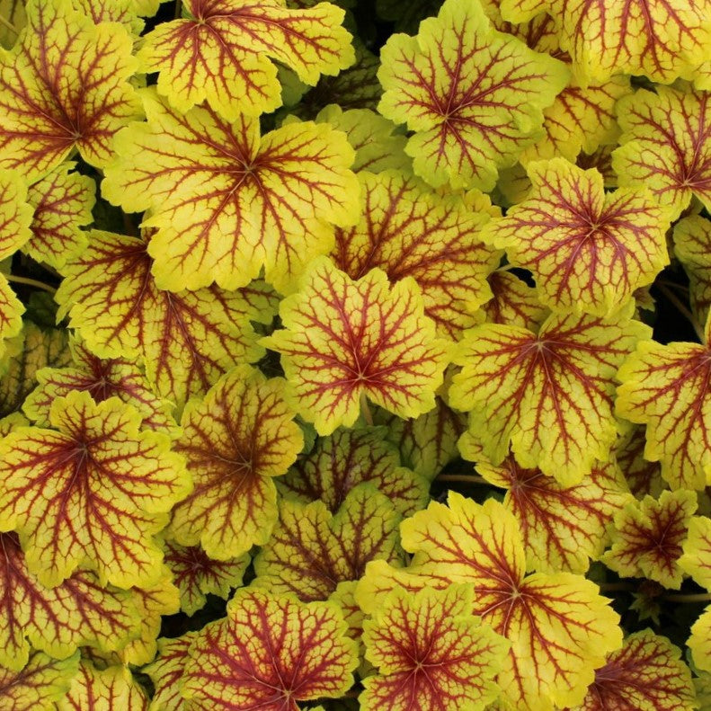 Red Lightning Coral Bells (Heuchera &