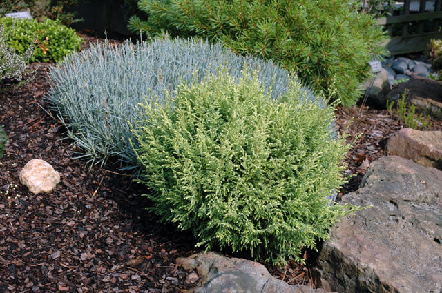 ‘Cream Ball’ Sawara False Cypress (Chamaecyparis pisifera ‘Cream Ball’) - QT