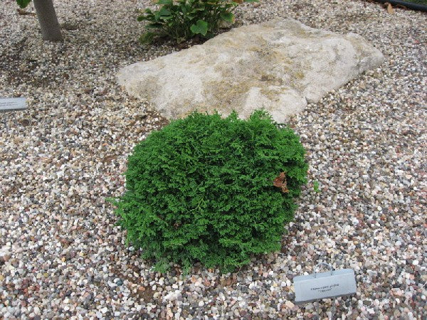 ‘Tsukumo’ Sawara Cypress (Chamaecyparis pisifera ‘Tsukumo’) - QT