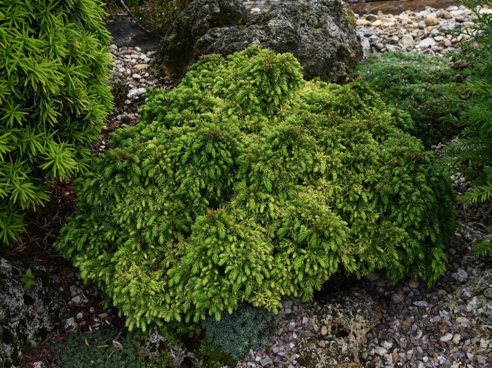 ‘Tenzan’ Japanese Cedar (Cryptomeria japonica ‘Tenzan’) - QT