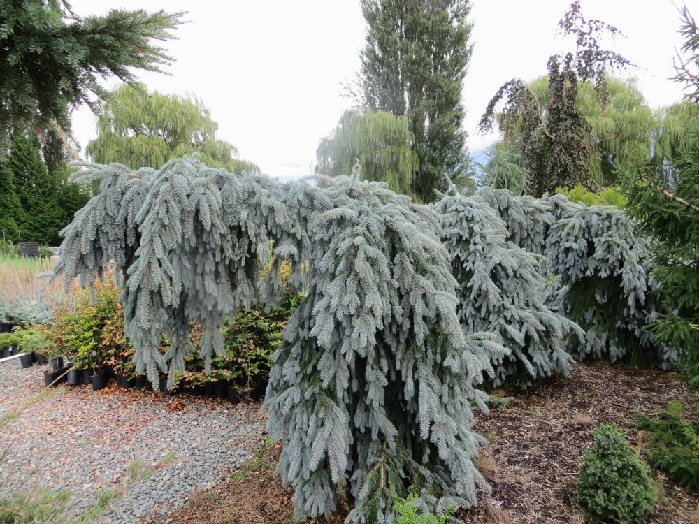 ‘The Blues’ Weeping Colorado Blue Spruce (Picea pungens &